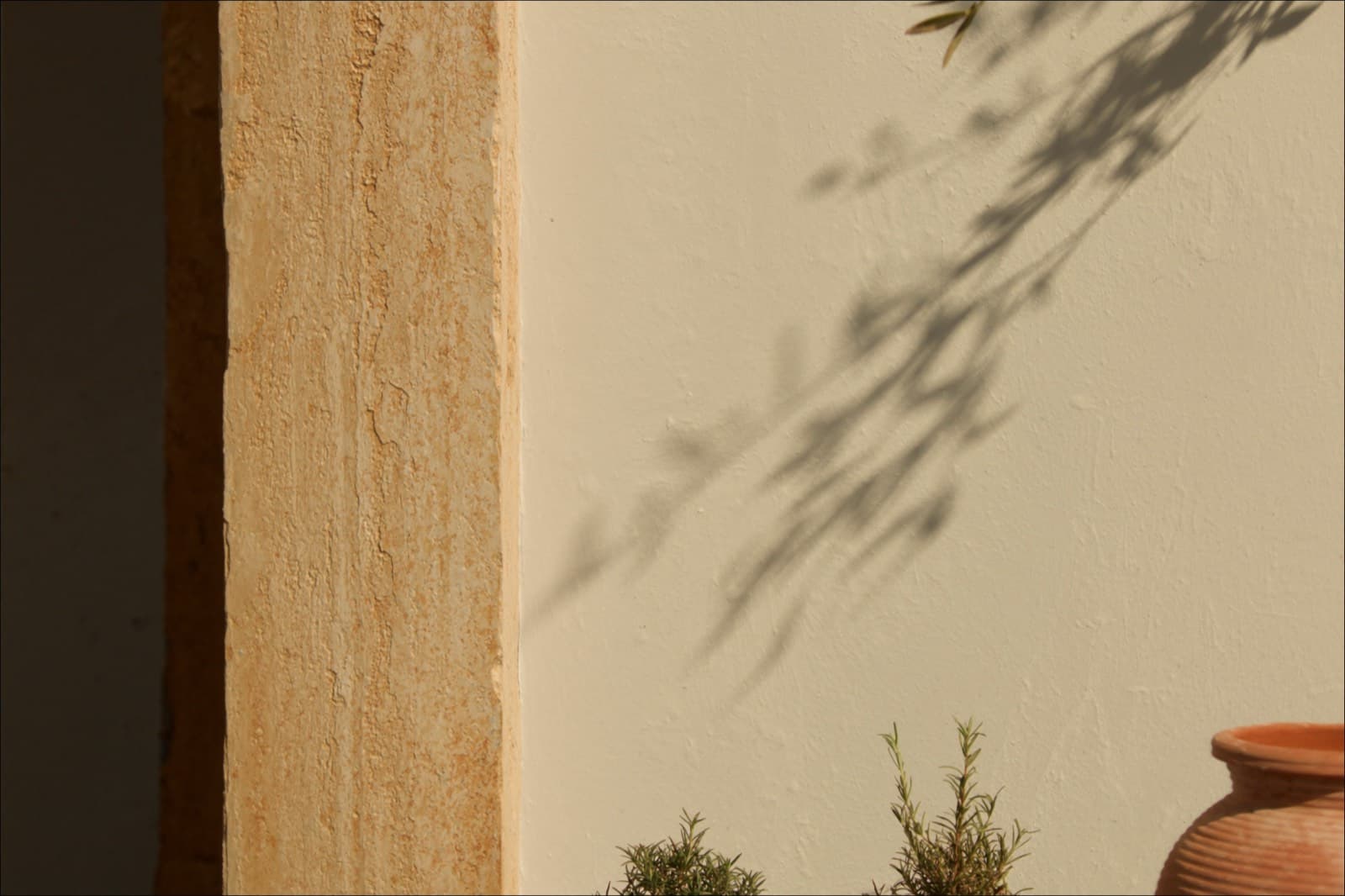 The shadow of an olive branch on a limewashed wall, with rosemary in a terracotta pot below.